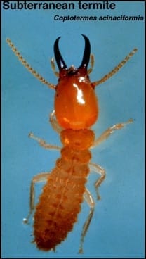Ant - Pest in North Mackay, QLD