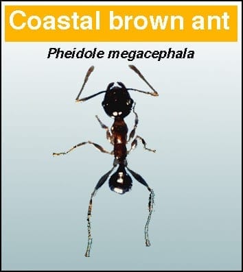 Coastal Brown Ant - Pest in North Mackay, QLD