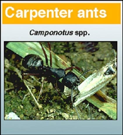Carpenter Cockroach - Pest in North Mackay, QLD