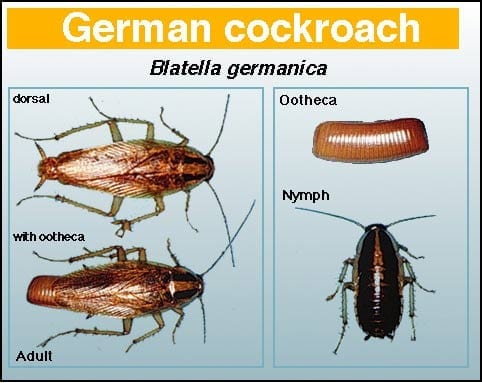 German Cockroach - Pest in North Mackay, QLD