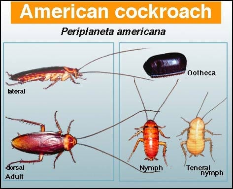 American Cockroach - Pest in North Mackay, QLD