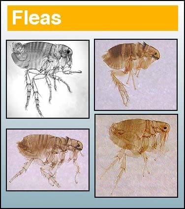 Fleas - Pest in North Mackay, QLD