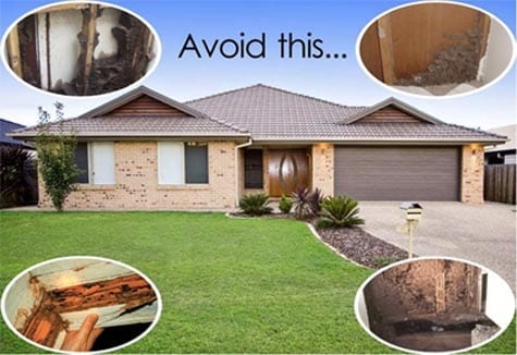 House - Pest in North Mackay, QLD